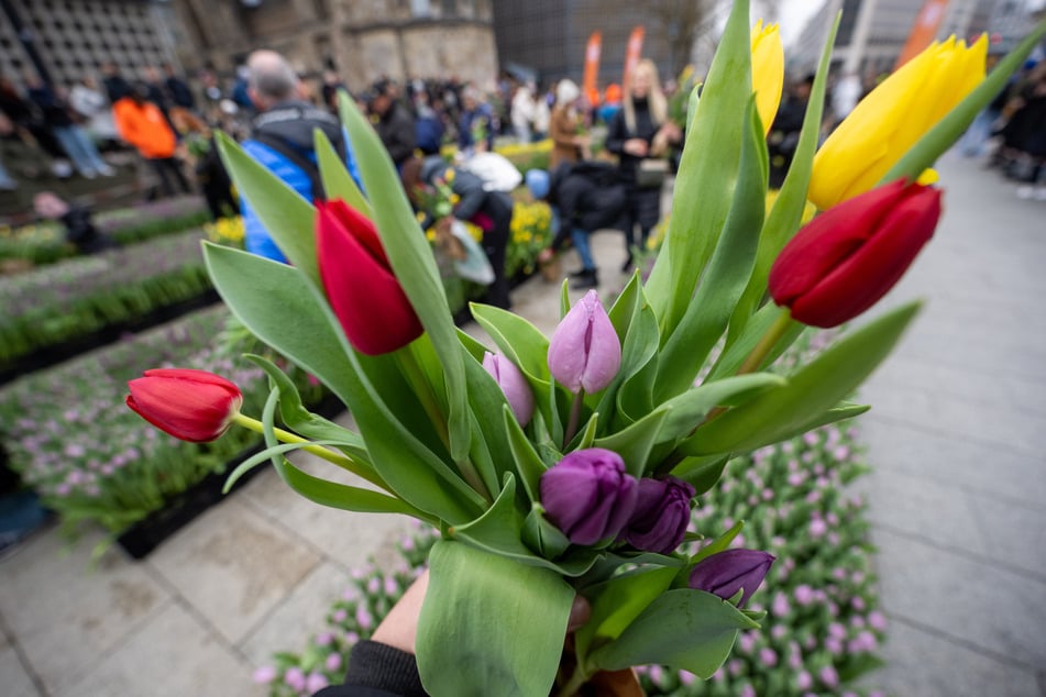 Wer früh kommt, kann sich einen bunten Strauß von bis zu zehn Tulpen pflücken - solange der Vorrat reicht. (Archivfoto)