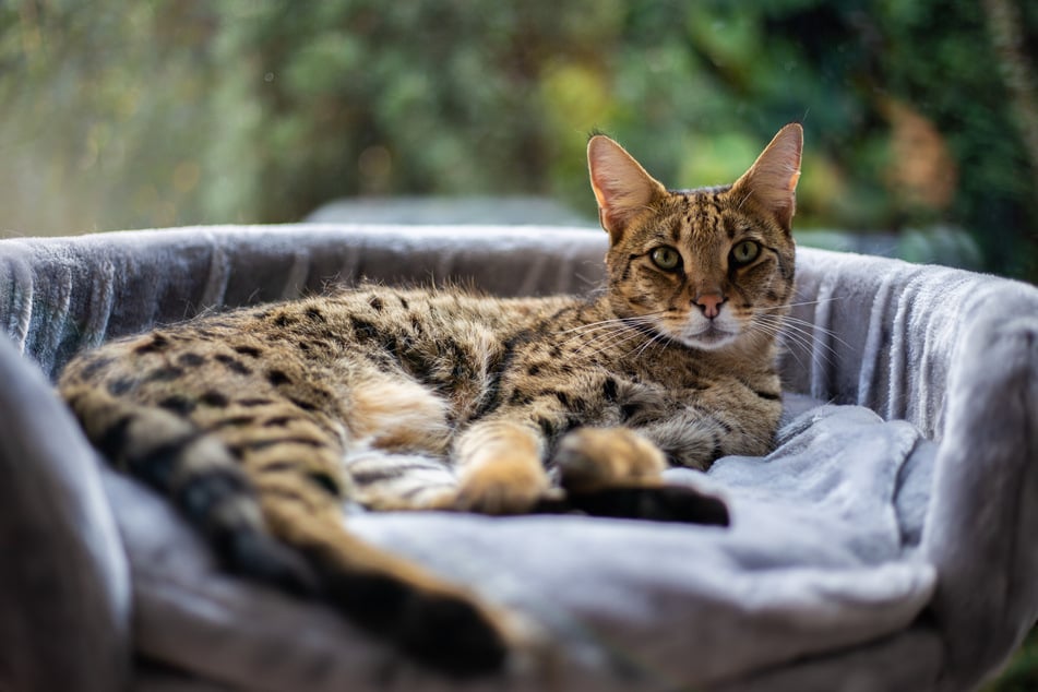 Savannah cats can be a little troublesome, but they are endlessly lovely.