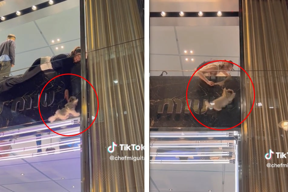 Dramatische Rettungsaktion: Hund im Schaufenster des 1. Stocks eingeklemmt, droht zu fallen!