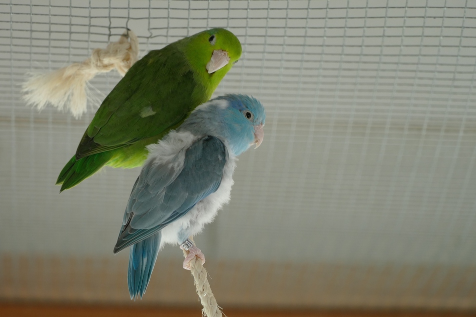 Hannelore (blau) und Emse (grün) hoffen auf ein gemeinsames Zuhause.