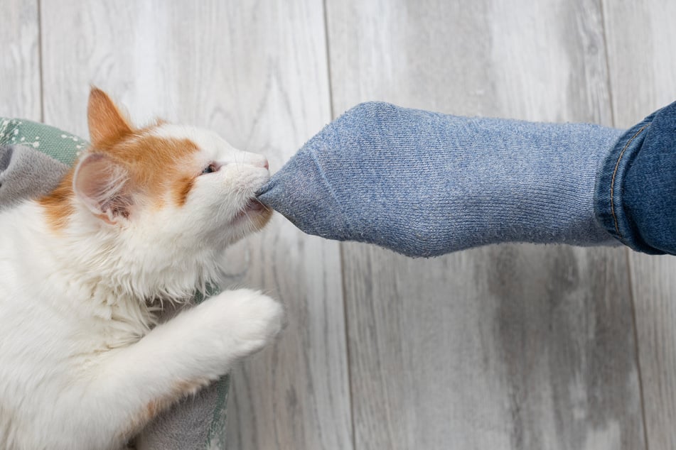 Eine verspielte Katze greift Füße an, wenn sie gelangweilt ist oder ihr Jagdtrieb geweckt wurde.