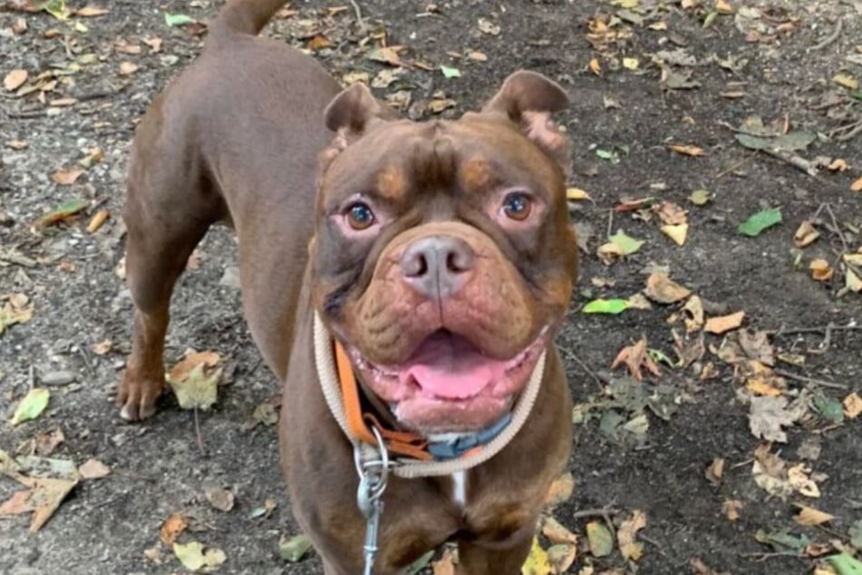 Der Old-English-Bulldog-Mix ist absolut loyal und ein toller Begleiter.