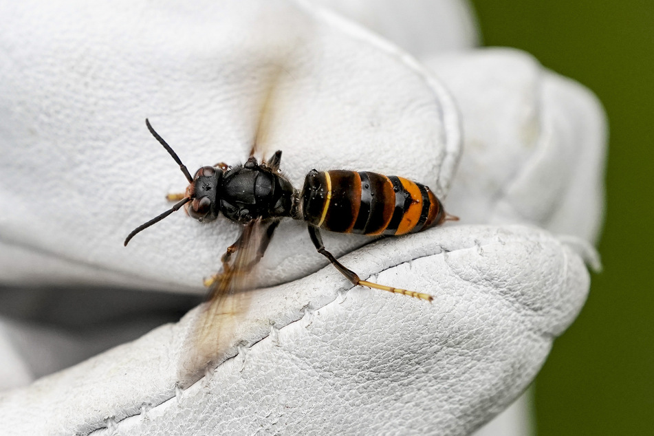 Die Asiatische Hornisse macht Jagd auf Honigbienen und soll laut EU-Regel bekämpft werden. (Archivbild)