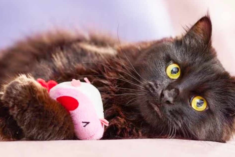 Your furry support animal deserves a bonus! Here's how to treat them at Chewy