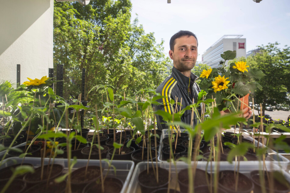 Lutz Hoffmann (37) züchtet Sonnenblumen für den Zoo.