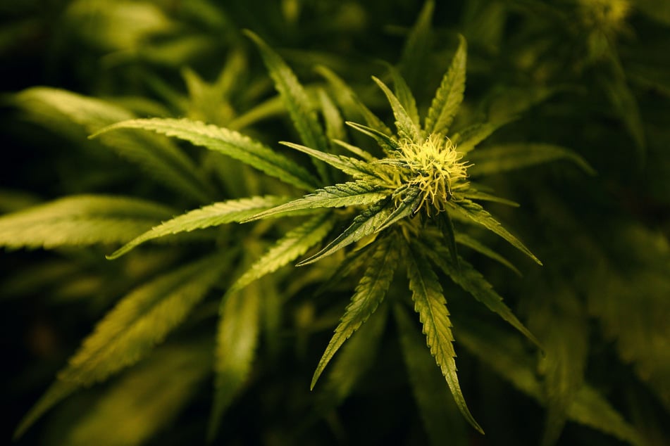Vor der Wohnung des Verdächtigen (28) wurden rund 19 Kilogramm Marihuana gefunden. (Symbolfoto)