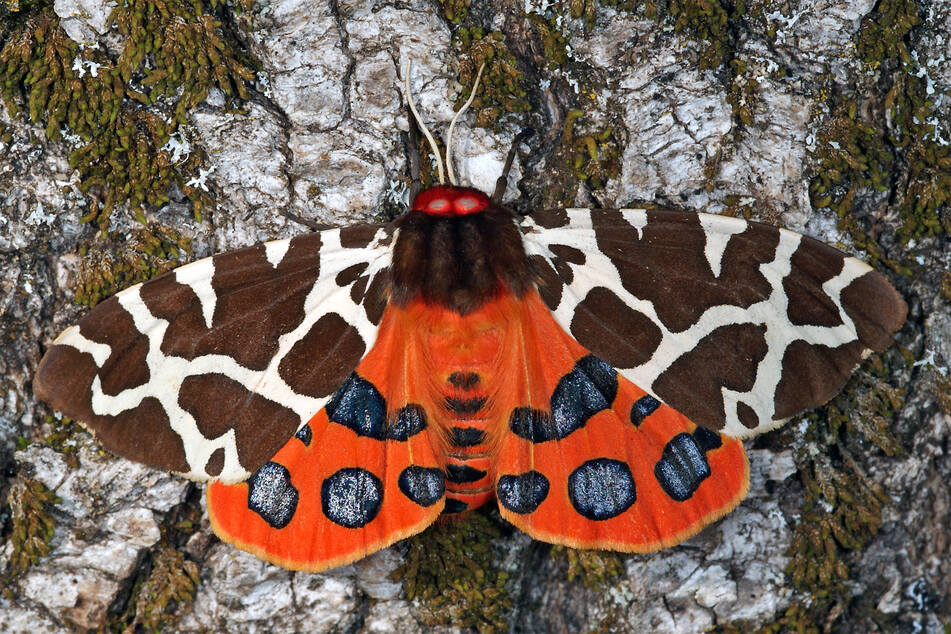 Das undatierte Bild zeigt ein Exemplar der Schmetterlingsart Brauner Bär (Arctia caja), das durch die auffällige Farbe seine Umgebung warnt.