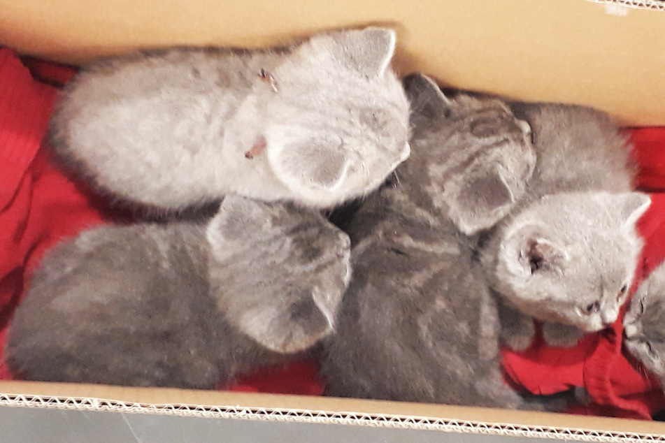 Verantwortungslos, wie ein Katzen-Schmuggler diese sechs Rasse-Tiere transportiert