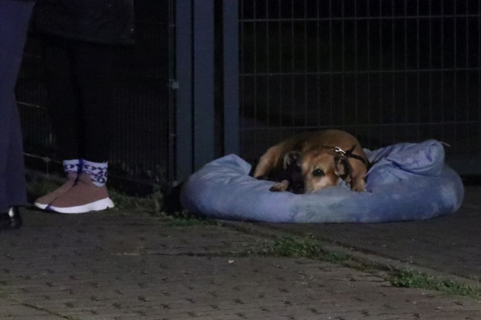 Einer der geretteten Hunde beobachtet das Geschehen aus sicherer Entfernung.