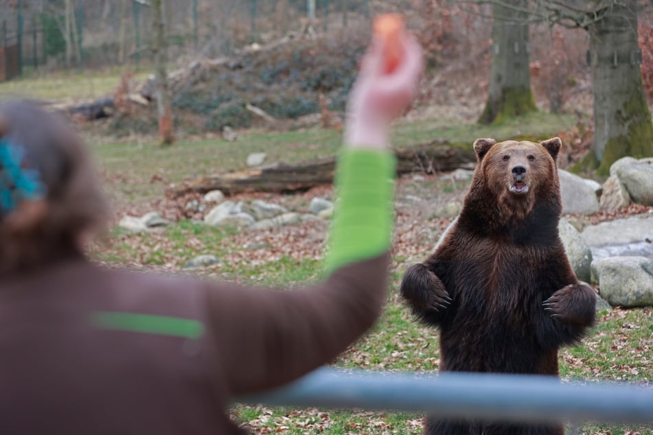 Im Tierpark Hexentanzplatz in Thale ist der erste Bär aus dem Winterschlaf erwacht.