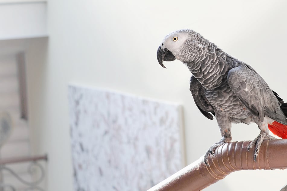 Schreie aus Nachbarwohnung: Als die Polizei eintrifft, folgt die große Überraschung