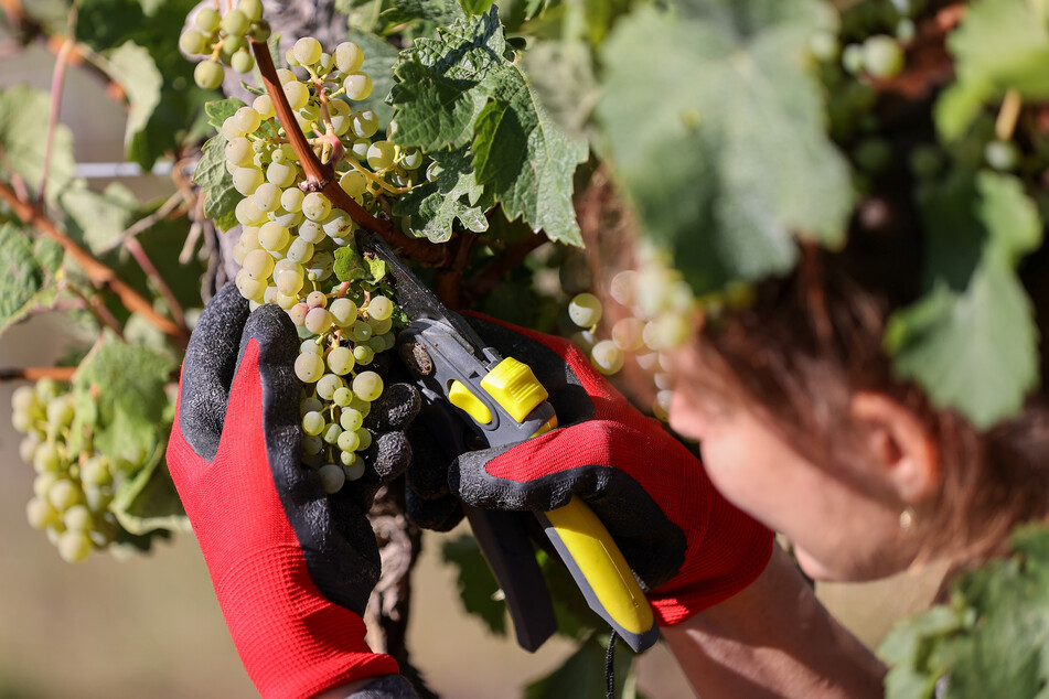 Im September hatte die Weinlese begonnen. 98 Prozent seien mittlerweile abgeschlossen.