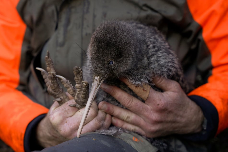 Pour la première fois depuis 50 ans, le kiwi Pukupuku a été réobservé.