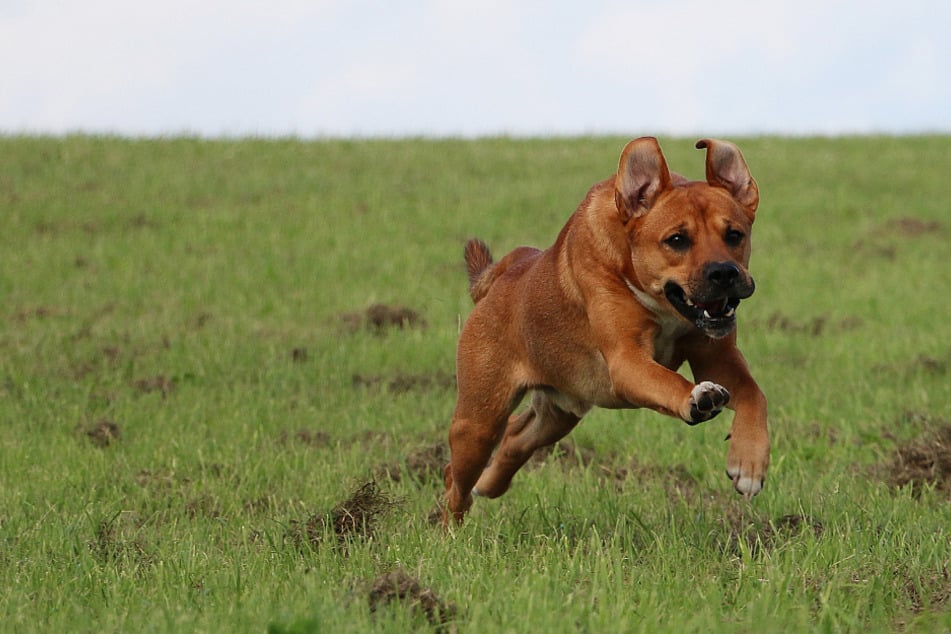 Der Hund verfolgte den kleinen Jungen. (Symbolbild)