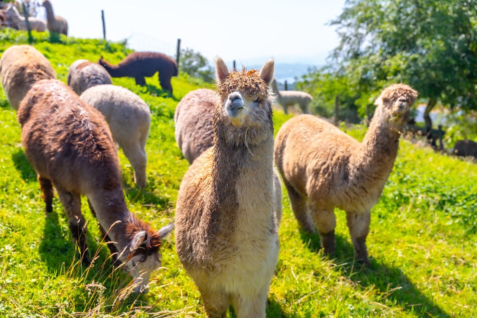 Die Sorge um ein regungslos liegendes Alpaka im Saale-Holzland-Kreis erwies sich glücklicherweise als unbegründet. (Symbolbild)