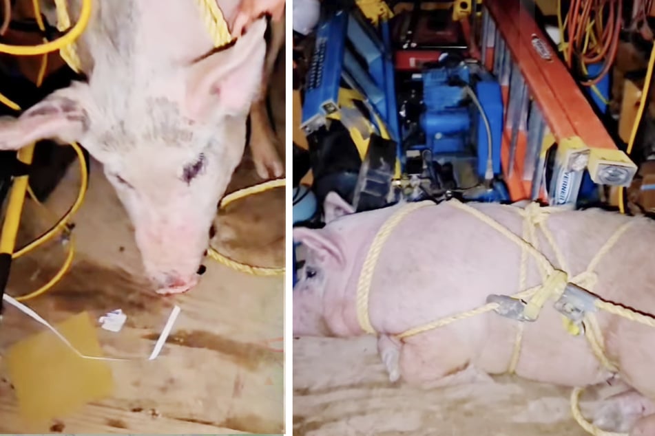 Tierschützer aus North Carolina retteten diese gefesselte Sau kurz vor ihrem Tod.