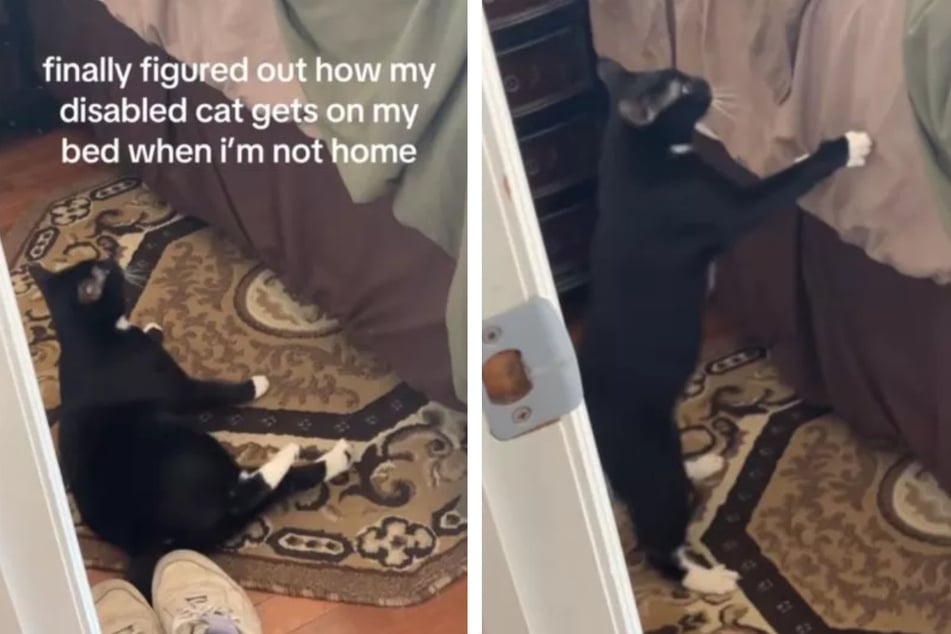 Die mutige Entschlossenheit der kleinen Katze berührte zahlreiche Herzen.