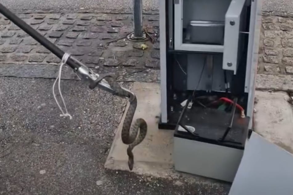 Die Feuerwehr befreite die Schlange aus dem Automaten und setzte sie anschließend wieder in die Natur aus.