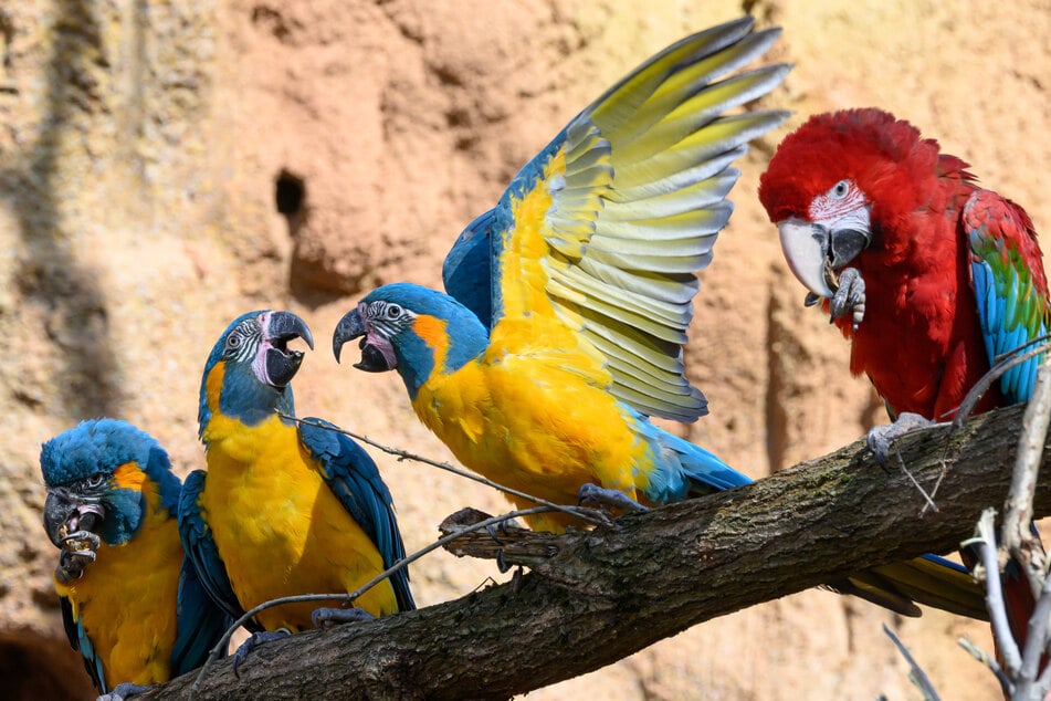 Im Vordergrund der tierisch bunten Pfingsttage im Leipziger Zoo steht die Neueröffnung des Terrariums sowie der Vogelwelten.