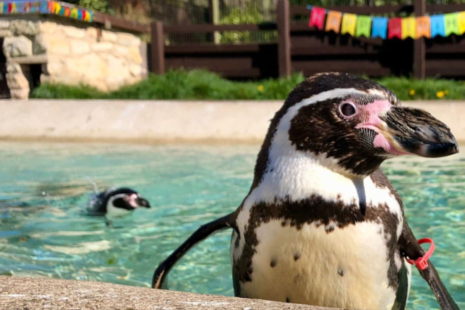 Rosie the Humboldt penguin was believed to be the oldest in the world.