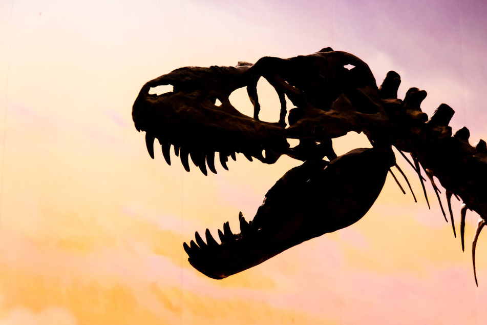 Saurier macht lustig: Ein 21 Kilogramm schwerer T-Rex-Schädel aus dem 3D-Drucker ist aus einer Hofeinfahrt gestohlen worden. (Symbolbild)