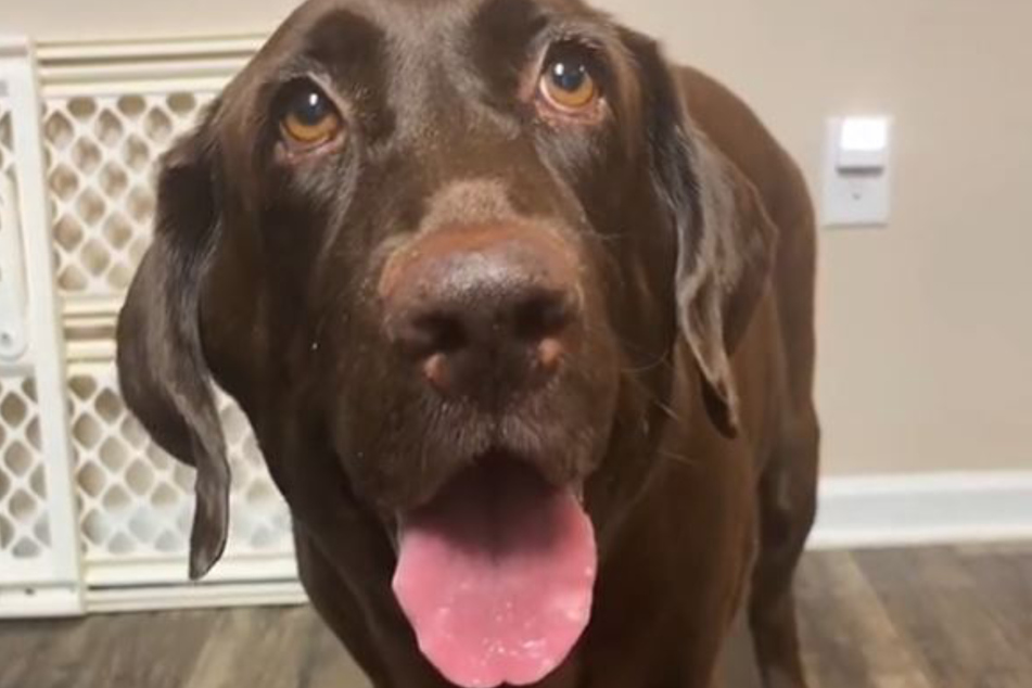 This adorable lab named Lilly is very missed by her owner.