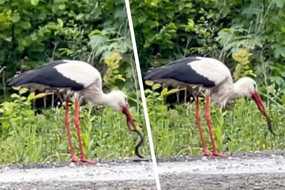 Kein Kostverächter: In Polen hat ein Weißstorch eine Schlange verspeist.