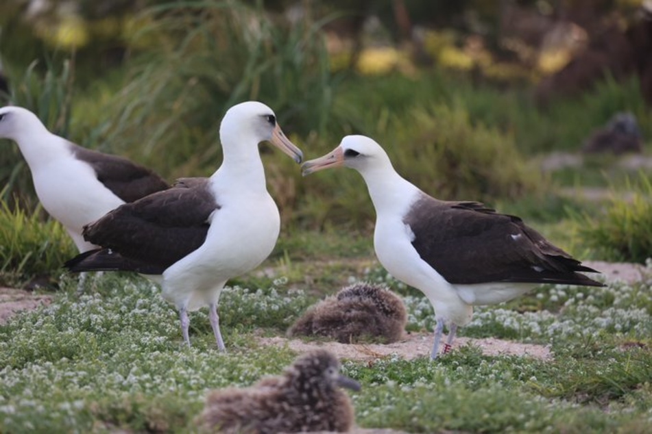 The world's oldest albatross is looking for a new mate!