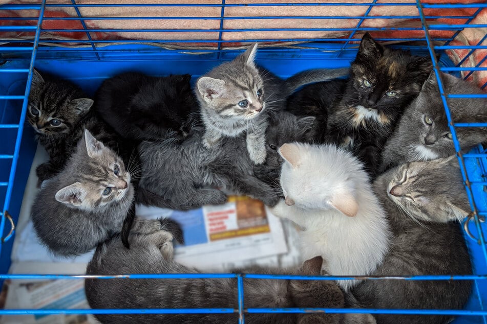 Wie erkennt man illegalen Katzenhandel und was kann man tun?