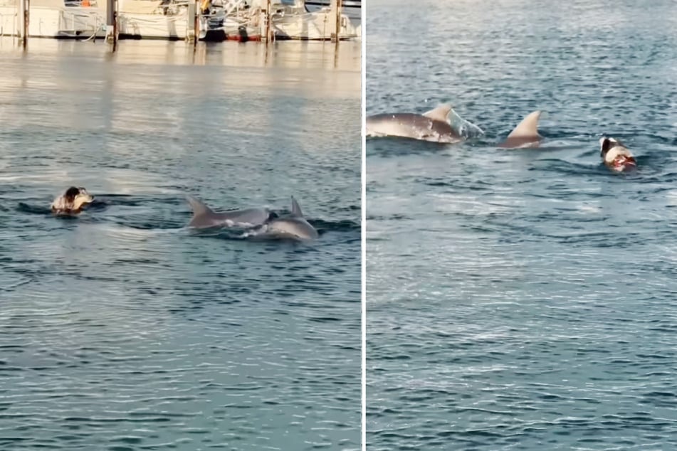 Zwei Delfine hatten sich neugierig genähert.