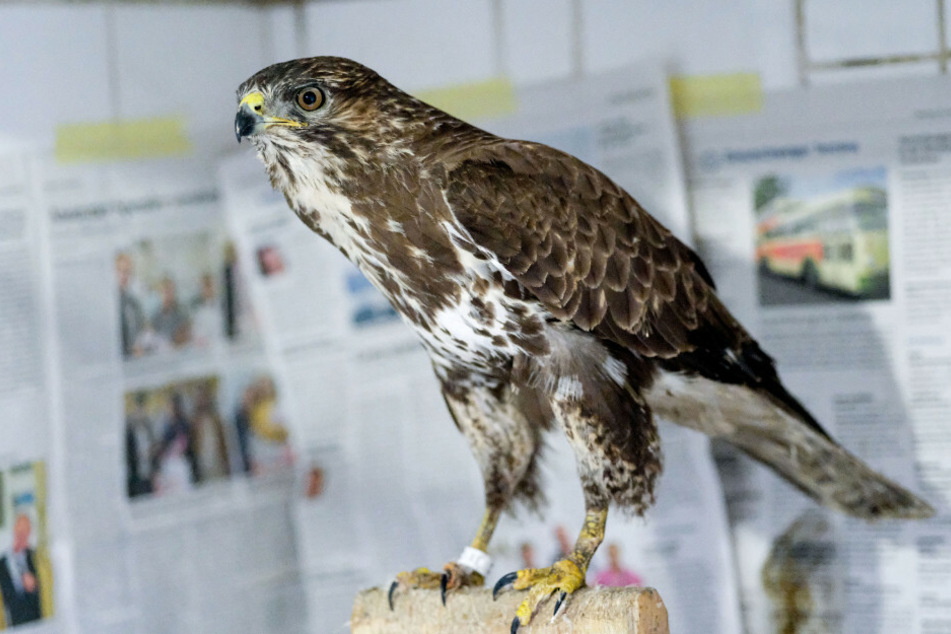 Vogelgrippe jetzt auch im Norden nachgewiesen!