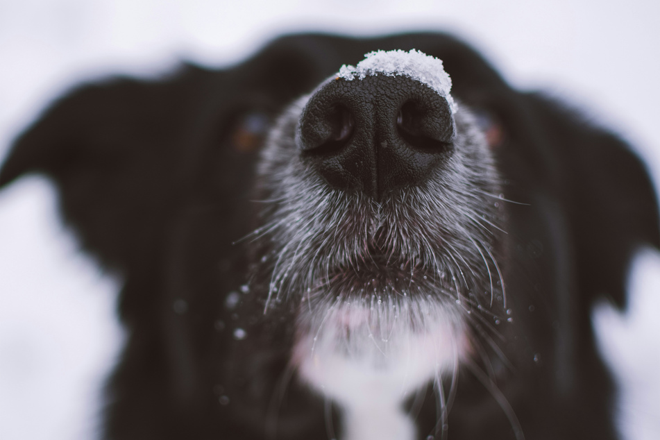 A dog's whiskers plays an important role in its physiology.