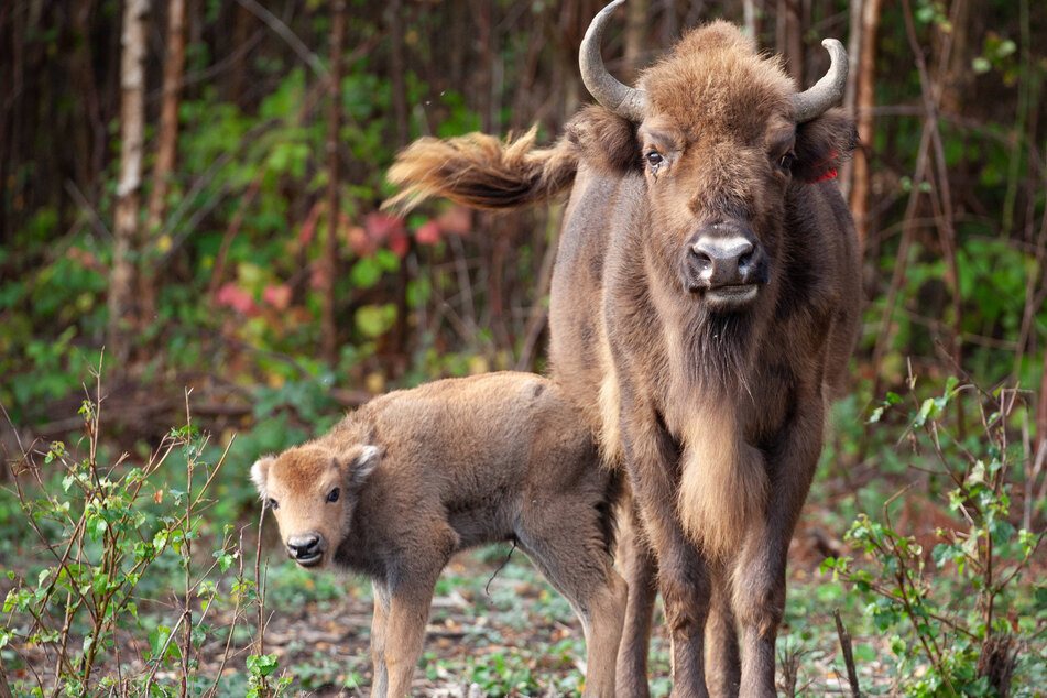 Typical bison calves weigh around 60 pounds.