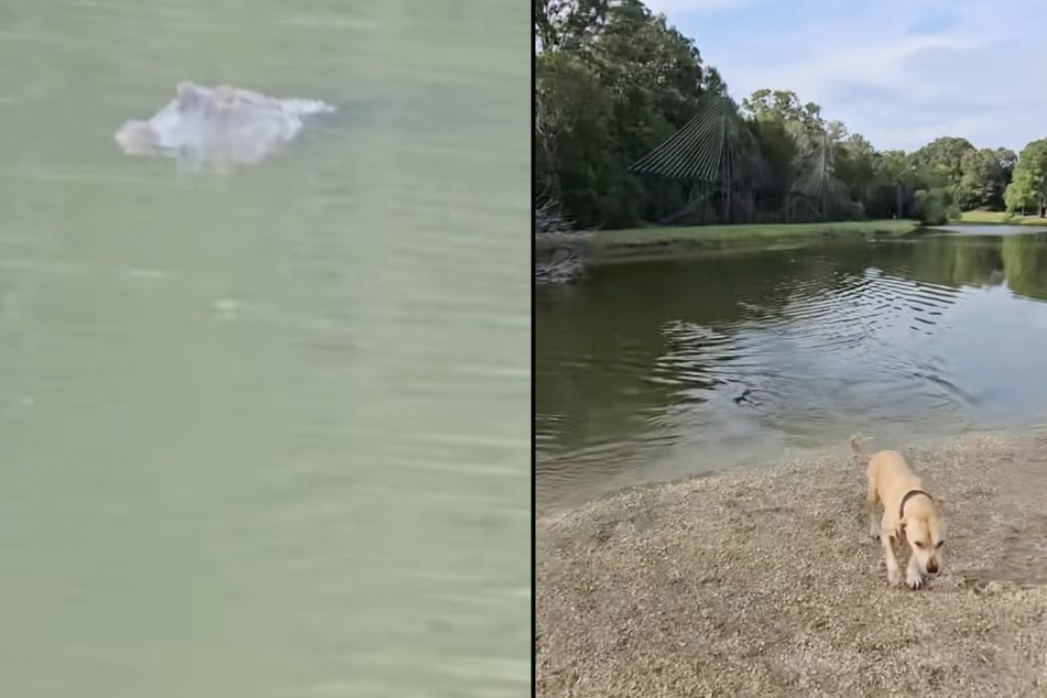 Un alligator avait pris les deux chiens pour cible. Heureusement, les deux chiens ont pu nager jusqu'à la terre ferme à temps.