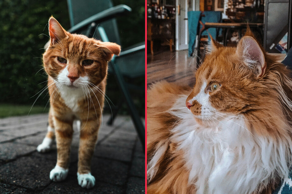 Older cats often look a little bit grumpy – similar to older humans!