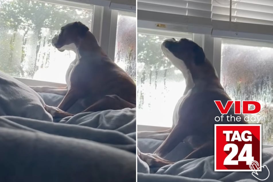This dog heard sirens and responded with a stunning operatic performance!