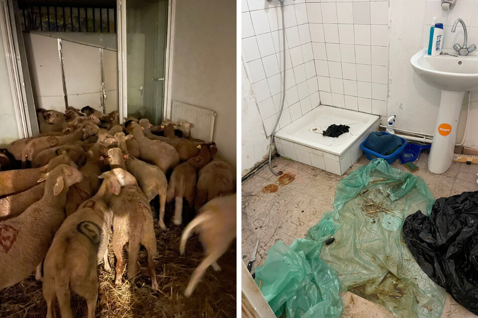 Dicht an dicht drängten sich die verängstigten Schafe aneinander. Im Badezimmer stapelten sich Unrat und Müll.