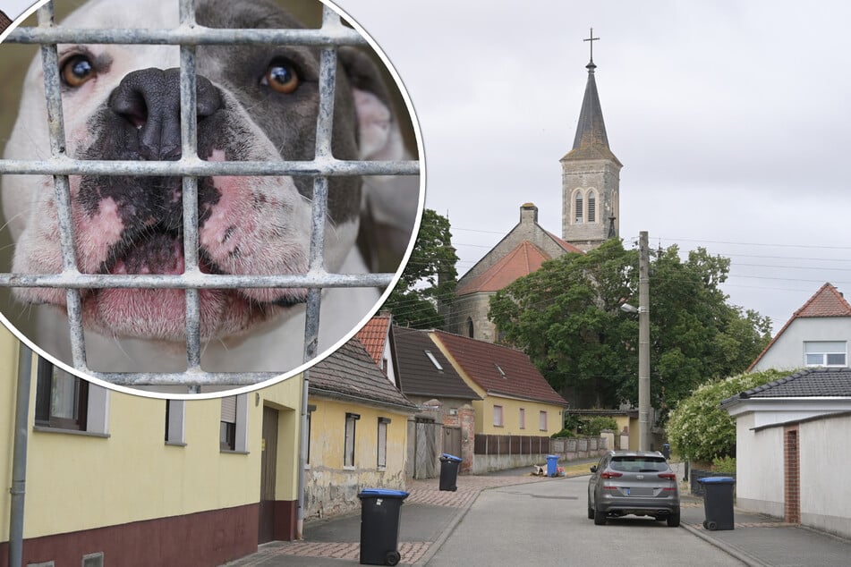 Familienhund beißt Vierjährige tot: So geht es jetzt für das Tier weiter