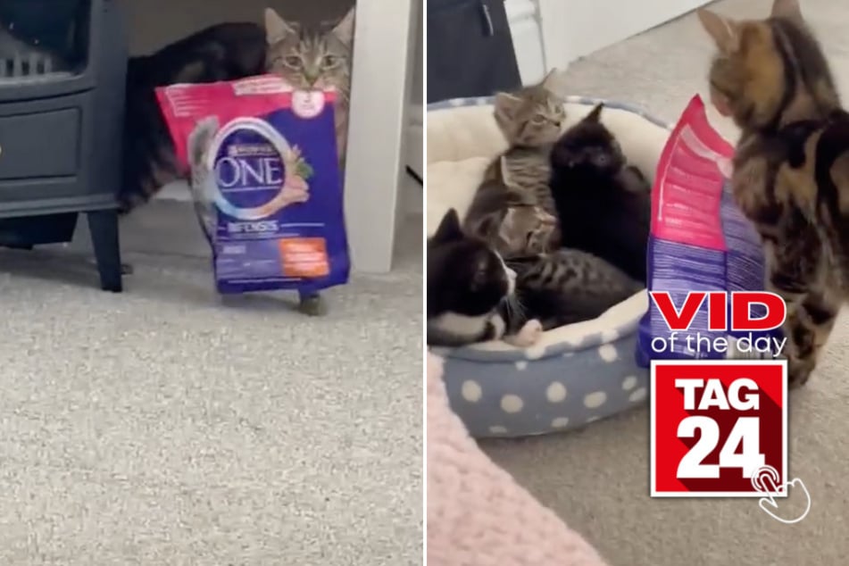 viral videos: Viral Video of the Day for September 21, 2024: Tired mama cat steals treats for her babies: "Sick of feeding"