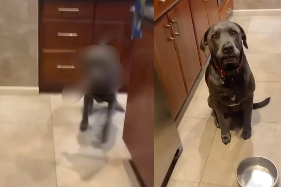 Besitzerin setzt Hund auf Diät: Seine Reaktion jagt ihr einen Schrecken ein