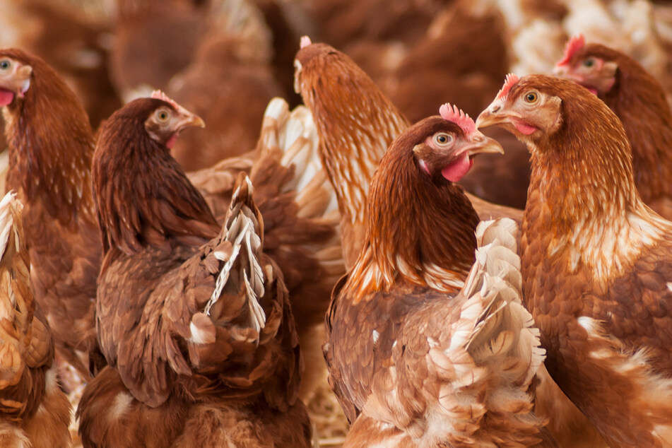 Mann erschreckt Hühner: Bald darauf sind rund 1100 von ihnen tot!