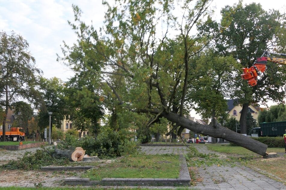 Abgeholzt wurden aber nur die, die ohnehin schon Schäden aufwiesen.