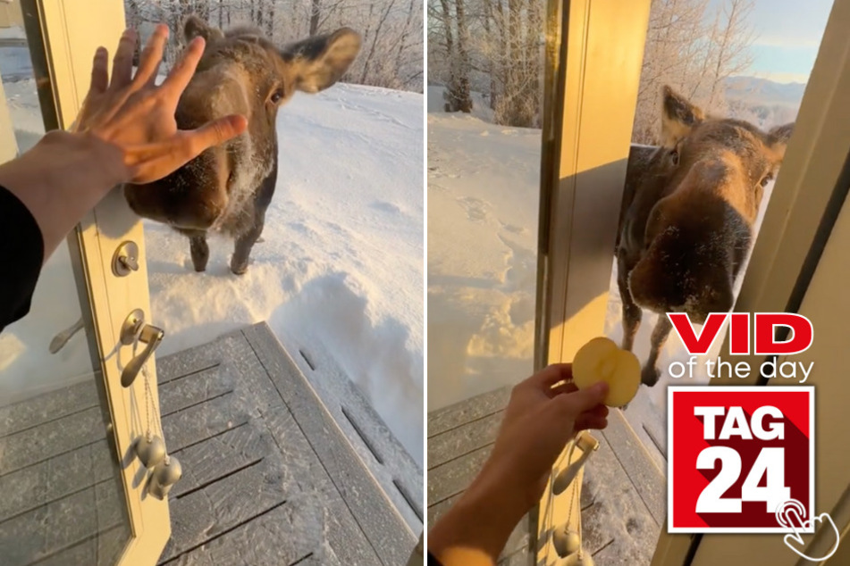 Today's Viral Video of the Day features an incredible encounter between a man alone with an apple in his mountain cabin and a random moose!