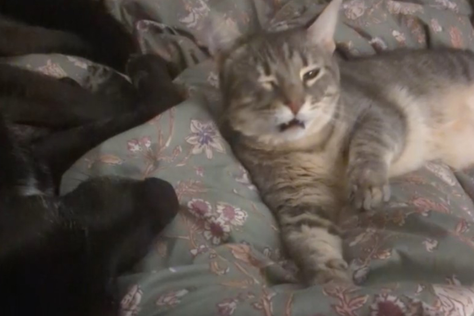 Ori the cat won't make the same mistake after her horrified reaction!