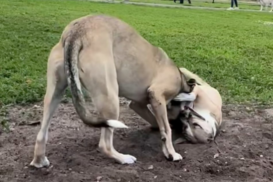Die beiden Fellnasen benehmen sich wie man es von Bruder und Schwester erwarten kann.