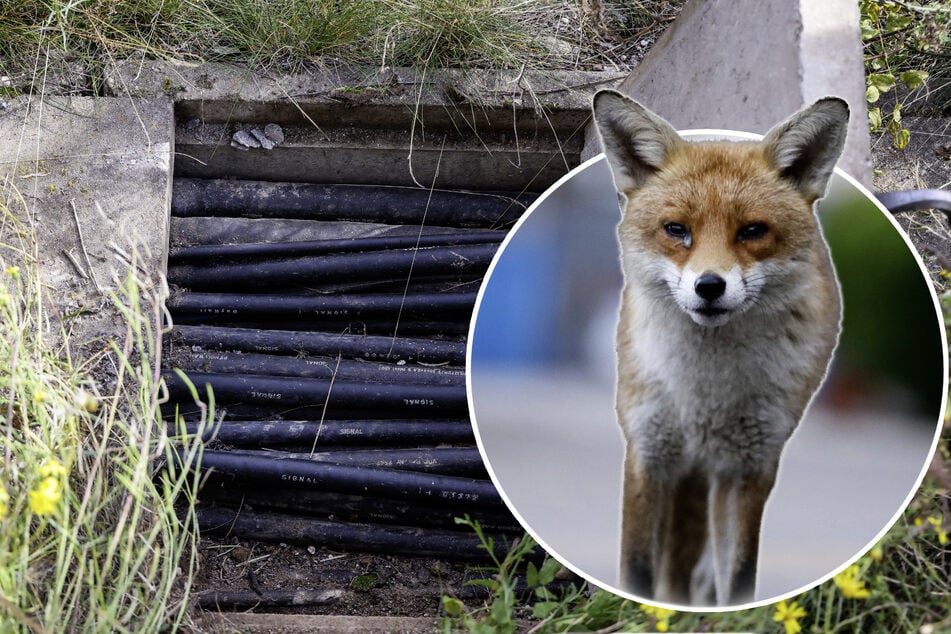 Fuchs, du hast das Netz gestohlen! Fellnase legt ganzen Ort lahm