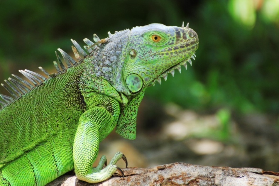 Some green iguanas go into a hibernation-like state when the temperature drops below 50 degrees Fahrenheit.