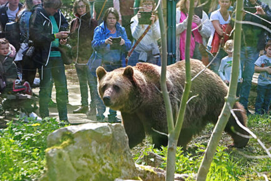 1. Mai in Aschersleben: Tausende Gäste feiern 50. Zoo-Geburtstag