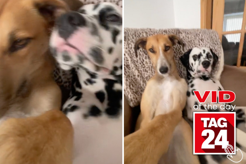Today's Viral Video of the Day features two dogs on TikTok doing their own version of the "tube girl" trend.