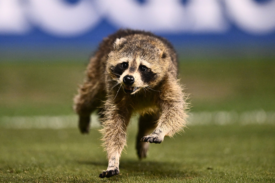 A raccoon charged onto the field of play during the MLS matchup between the Philadelphia Union and New York City FC.